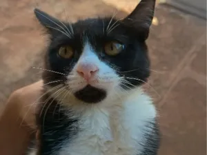 Gato raça SRD-ViraLata idade 2 a 6 meses nome Mia