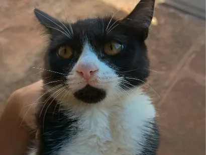 Gato raça SRD-ViraLata idade 2 a 6 meses nome Mia