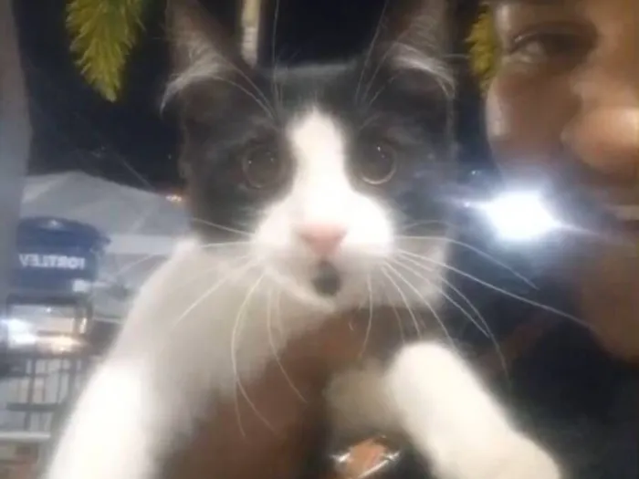 Gato raça SRD-ViraLata idade 2 a 6 meses nome Frajola