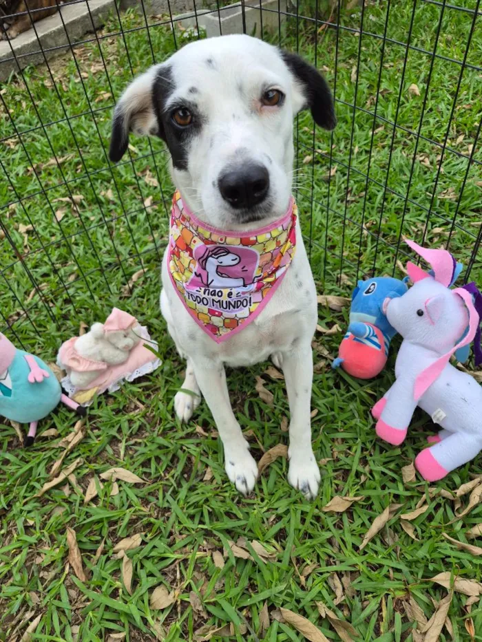 Cachorro raça SRD-ViraLata idade 3 anos nome branca