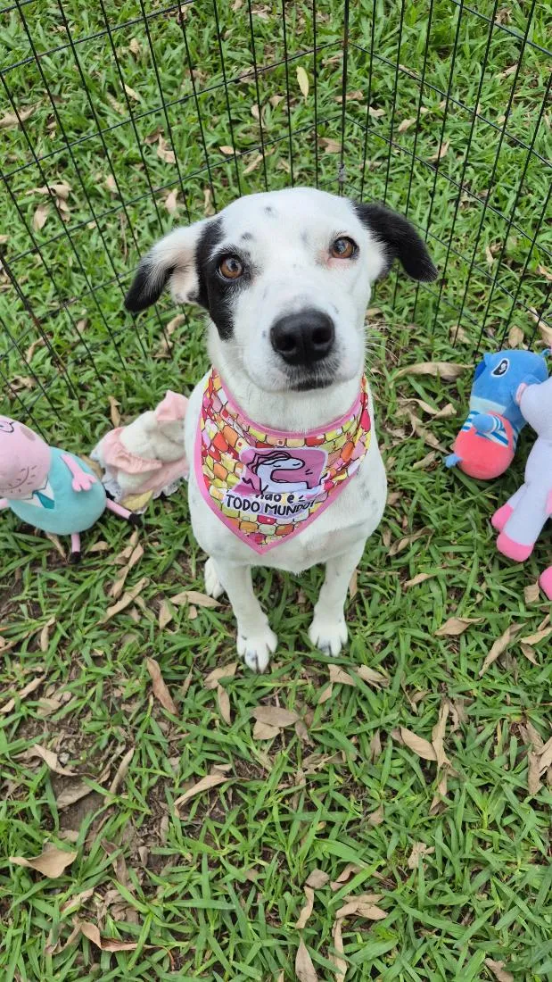 Cachorro raça SRD-ViraLata idade 3 anos nome branca
