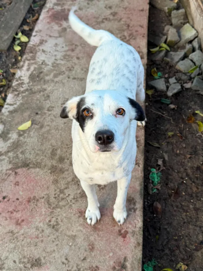 Cachorro raça SRD-ViraLata idade 3 anos nome branca