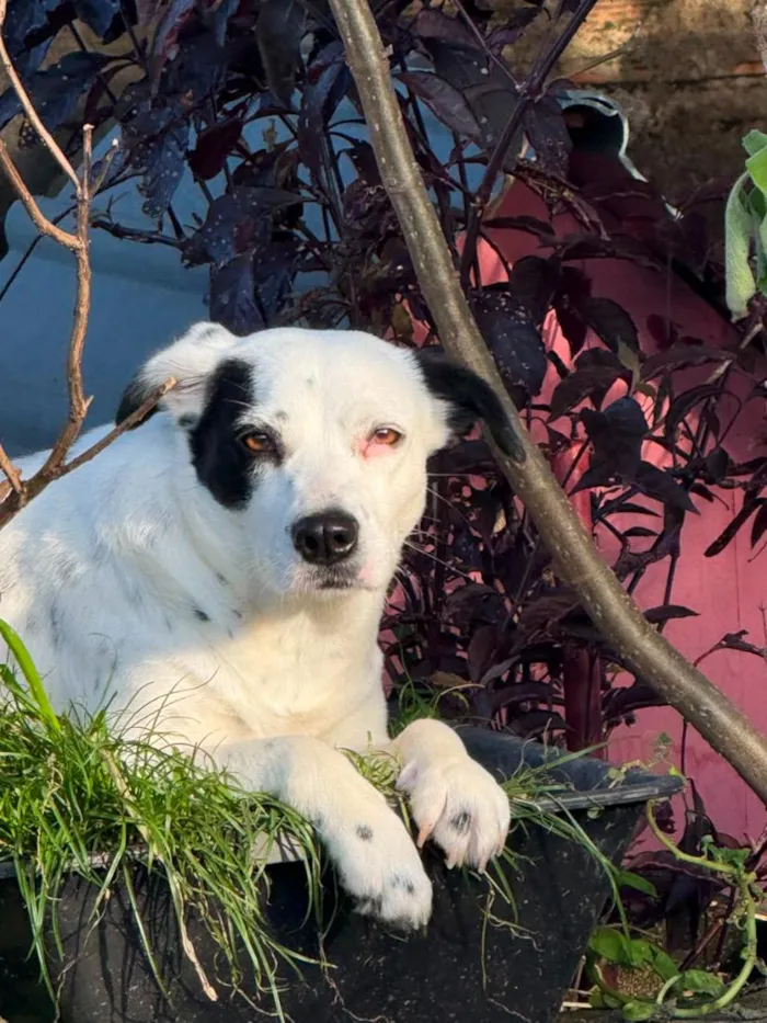 Cachorro raça SRD-ViraLata idade 3 anos nome branca