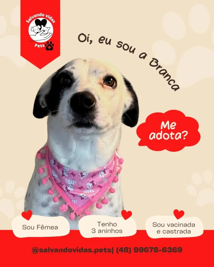 Cachorro raça SRD-ViraLata idade 3 anos nome branca
