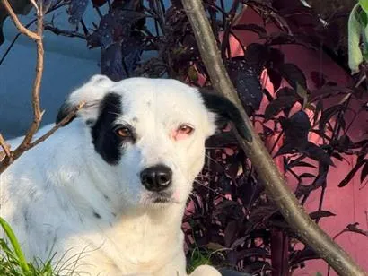 Cachorro raça SRD-ViraLata idade 3 anos nome branca