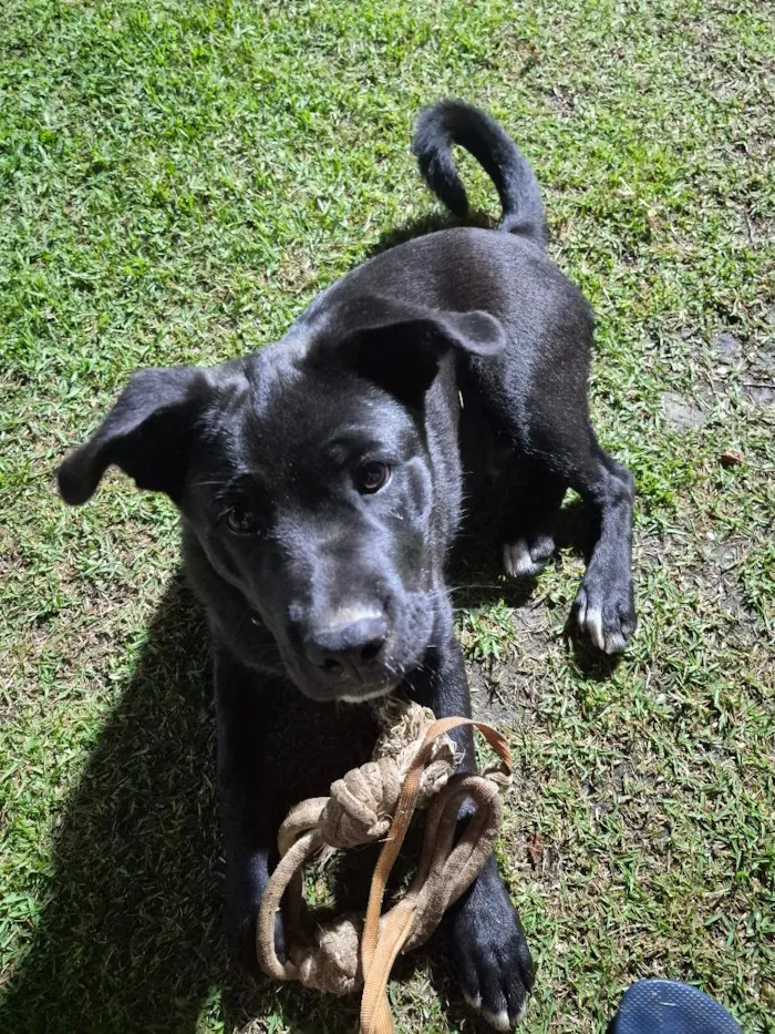 Cachorro raça SRD-ViraLata idade 2 a 6 meses nome Ryu