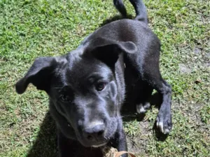 Cachorro raça SRD-ViraLata idade 2 a 6 meses nome Ryu