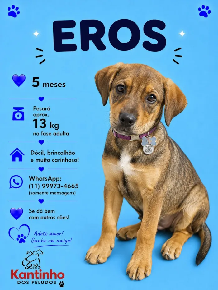 Cachorro raça SRD-ViraLata idade 2 a 6 meses nome Eros