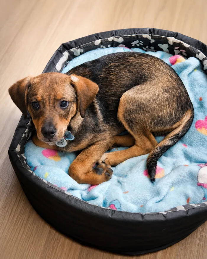 Cachorro raça SRD-ViraLata idade 2 a 6 meses nome Eros