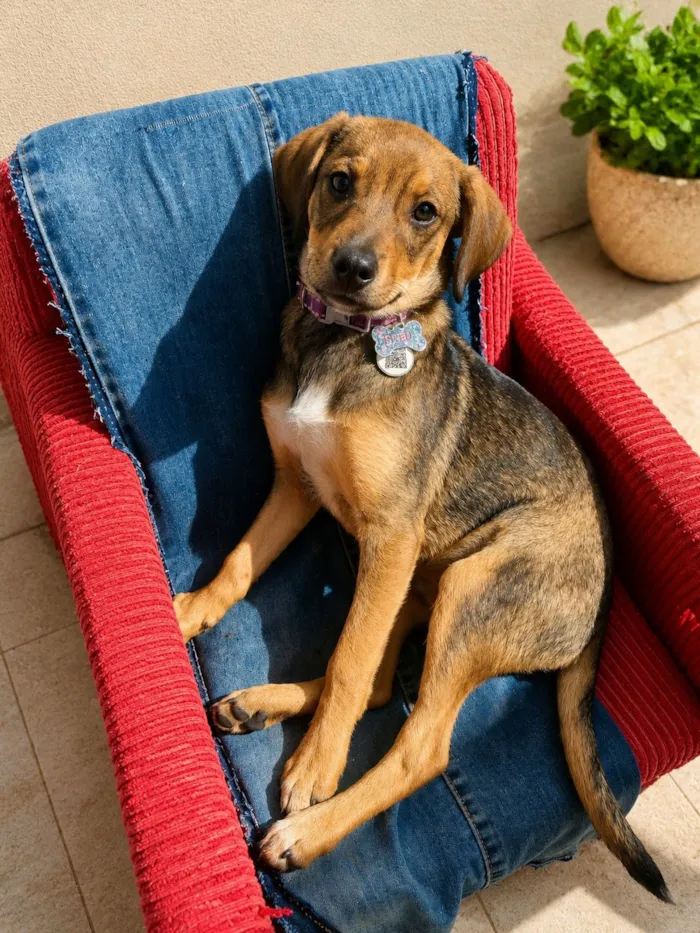 Cachorro raça SRD-ViraLata idade 2 a 6 meses nome Eros