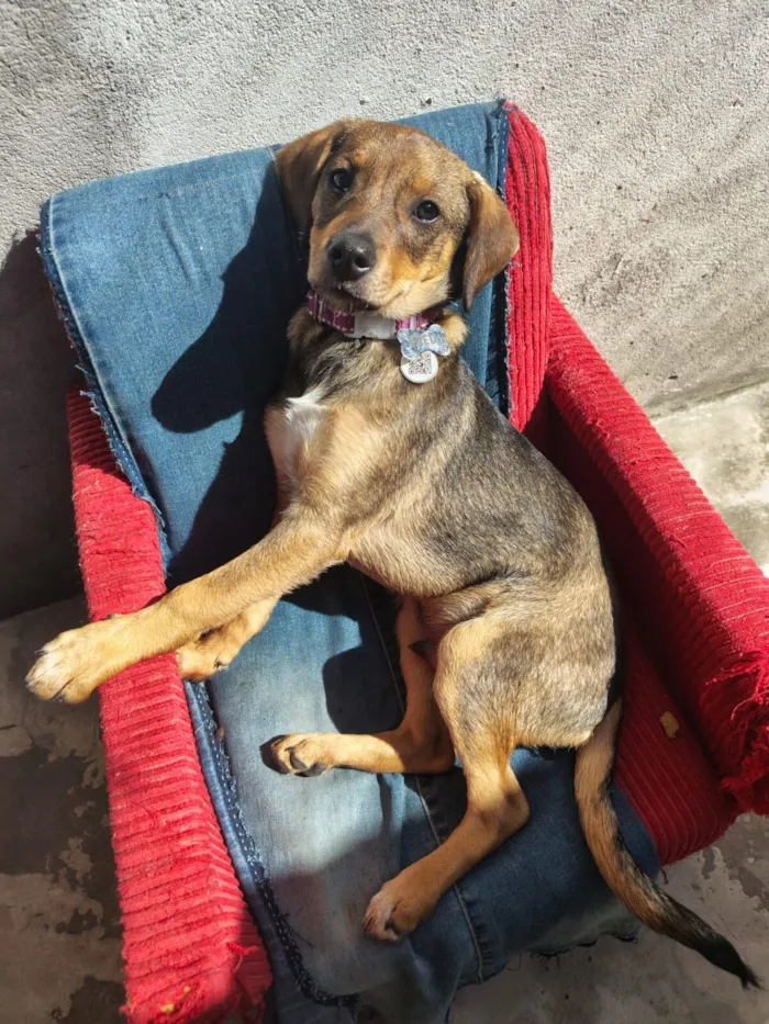 Cachorro raça SRD-ViraLata idade 2 a 6 meses nome Eros