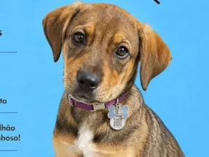 Cachorro raça SRD-ViraLata idade 2 a 6 meses nome Eros