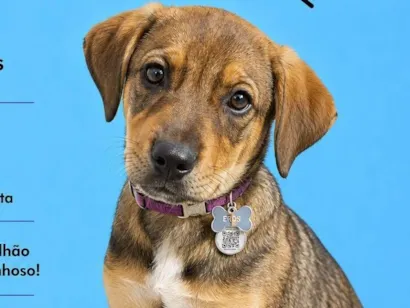 Cachorro raça SRD-ViraLata idade 2 a 6 meses nome Eros