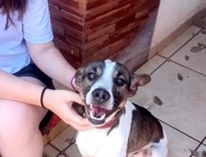 Cachorro raça SRD-ViraLata idade 2 anos nome Max