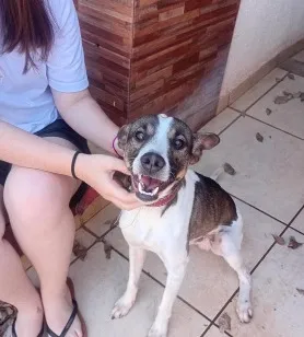 Cachorro raça SRD-ViraLata idade 2 anos nome Max