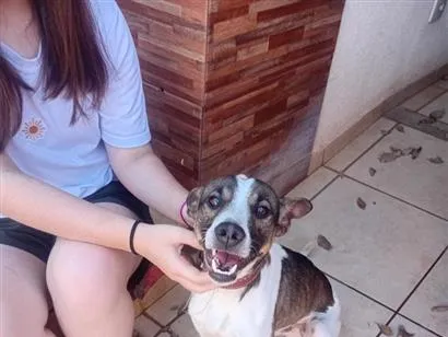 Cachorro raça SRD-ViraLata idade 2 anos nome Max