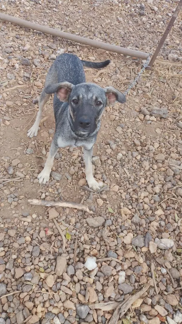 Cachorro raça SRD-ViraLata idade 7 a 11 meses nome Zoe