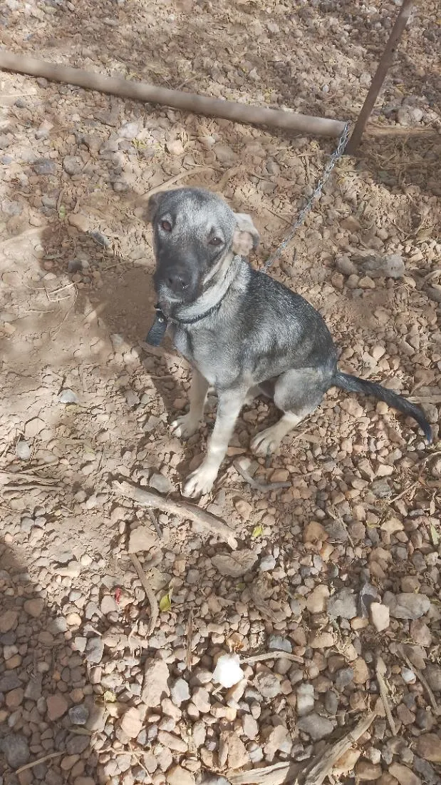 Cachorro raça SRD-ViraLata idade 7 a 11 meses nome Zoe