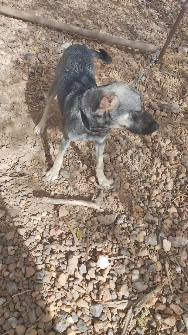 Cachorro raça SRD-ViraLata idade 7 a 11 meses nome Zoe