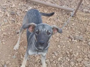 Cachorro raça SRD-ViraLata idade 7 a 11 meses nome Zoe