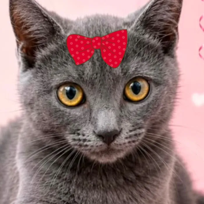 Gato raça SRD-ViraLata idade 2 a 6 meses nome Dakota 