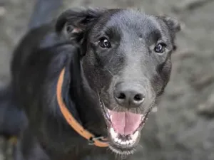 Cachorro raça SRD-ViraLata idade 2 anos nome Tuco
