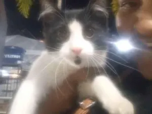 Gato raça SRD-ViraLata idade 2 a 6 meses nome Frajola