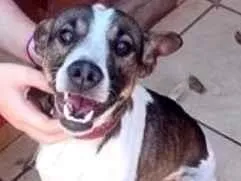 Cachorro raça SRD-ViraLata idade 2 anos nome Max