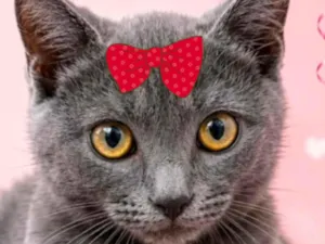 Gato raça SRD-ViraLata idade 2 a 6 meses nome Dakota 