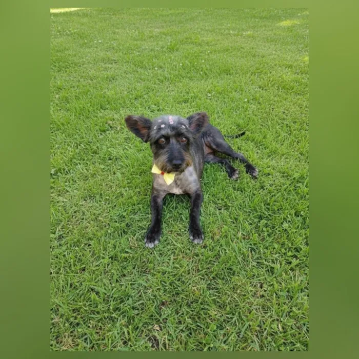 Cachorro raça SRD-ViraLata idade 2 anos nome Elza