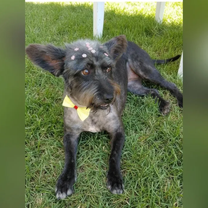 Cachorro raça SRD-ViraLata idade 2 anos nome Elza