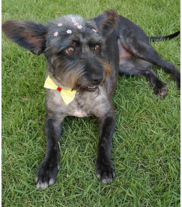 Cachorro raça SRD-ViraLata idade 2 anos nome Elza