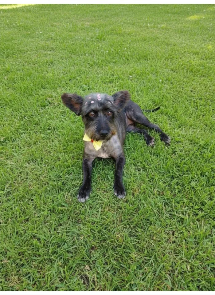 Cachorro raça SRD-ViraLata idade 2 anos nome Elza