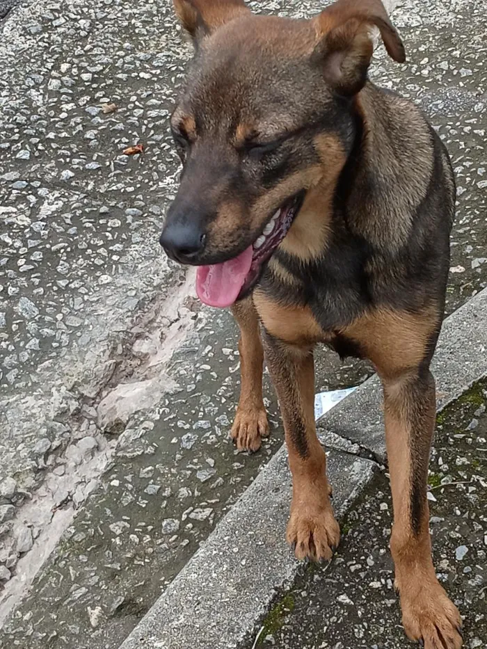 Cachorro raça SRD-ViraLata idade 7 a 11 meses nome Dante