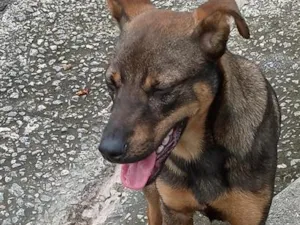 Cachorro raça SRD-ViraLata idade 7 a 11 meses nome Dante