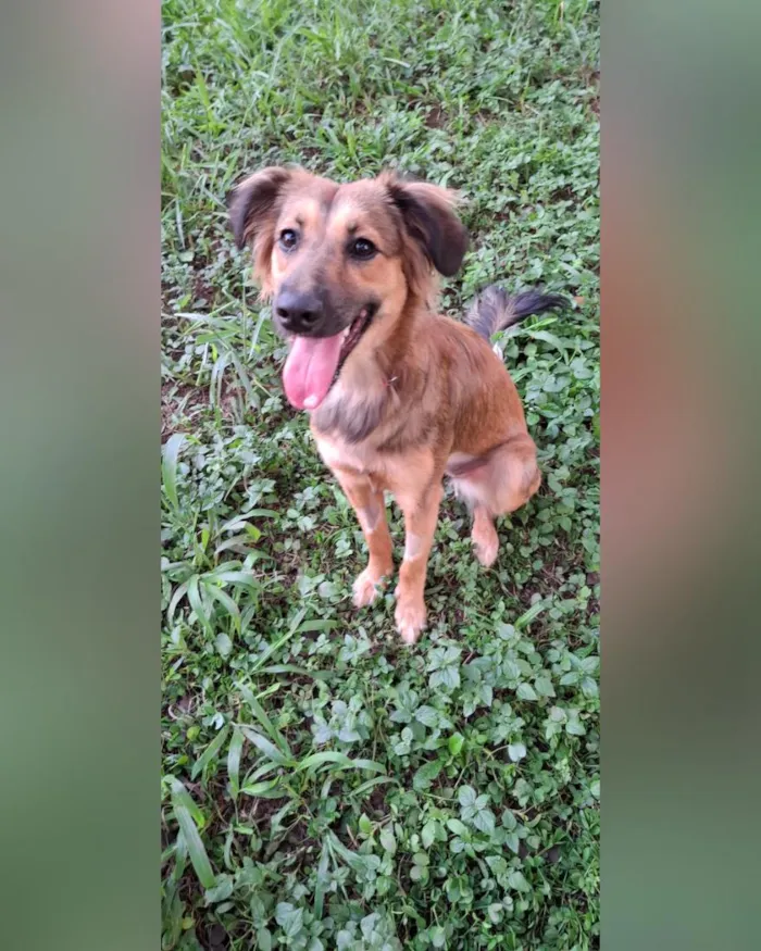 Cachorro raça SRD-ViraLata idade 1 ano nome Maya
