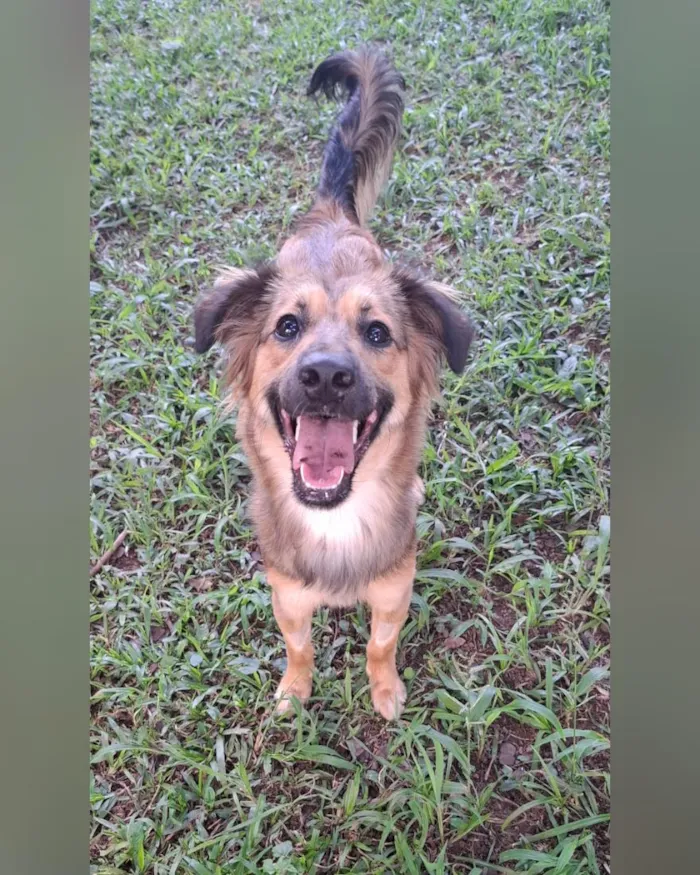 Cachorro raça SRD-ViraLata idade 1 ano nome Maya
