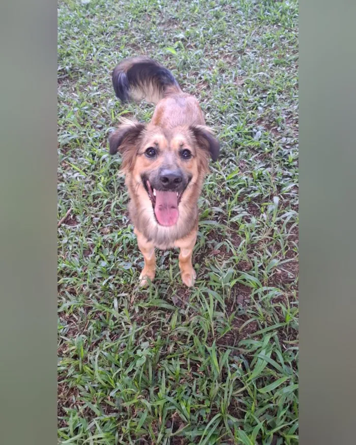 Cachorro raça SRD-ViraLata idade 1 ano nome Maya