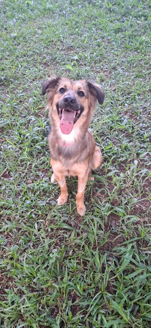 Cachorro raça SRD-ViraLata idade 1 ano nome Maya