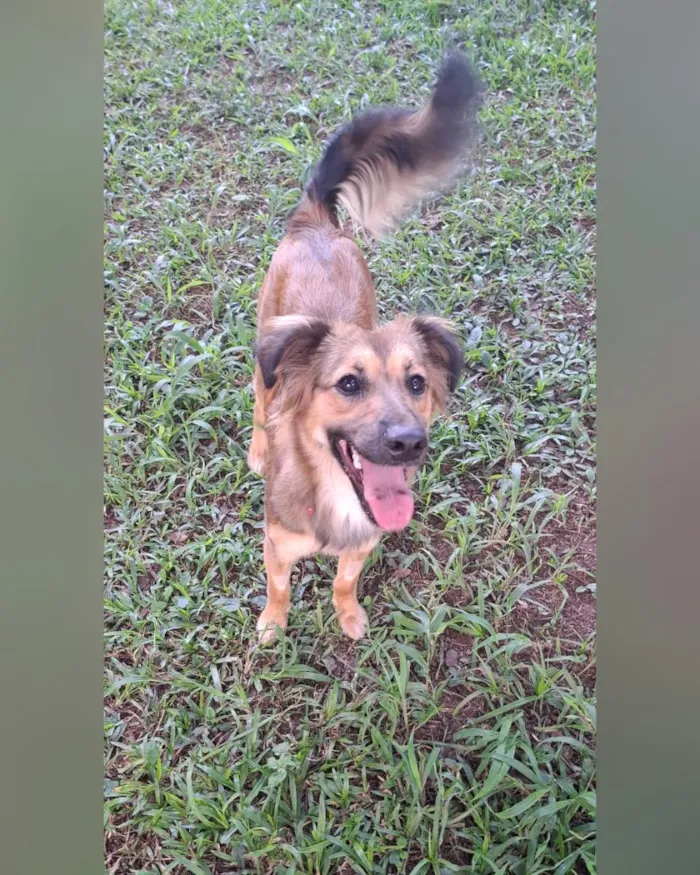 Cachorro raça SRD-ViraLata idade 1 ano nome Maya