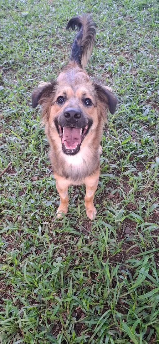 Cachorro raça SRD-ViraLata idade 1 ano nome Maya