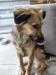 Maya
