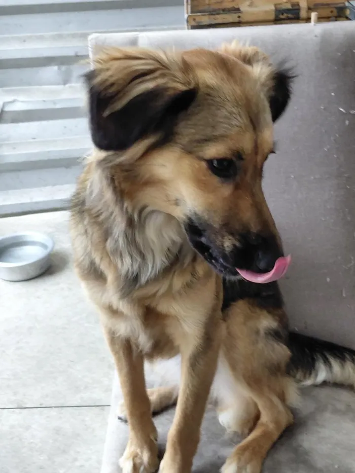 Cachorro raça SRD-ViraLata idade 1 ano nome Maya