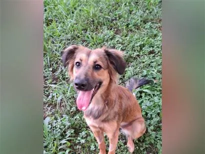 Cachorro raça SRD-ViraLata idade 1 ano nome Maya