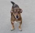Léo