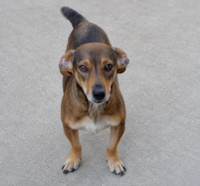 Cachorro raça SRD-ViraLata idade 3 anos nome Léo