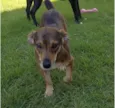 Léo