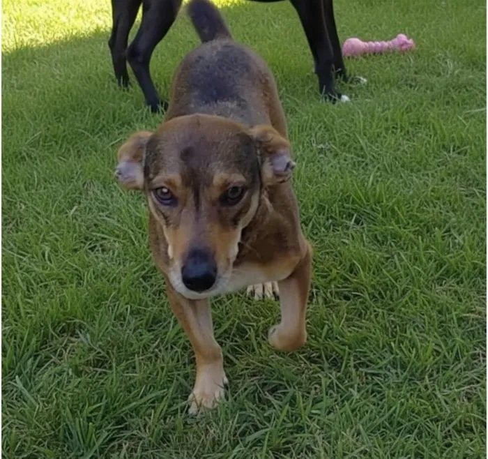 Cachorro raça SRD-ViraLata idade 3 anos nome Léo