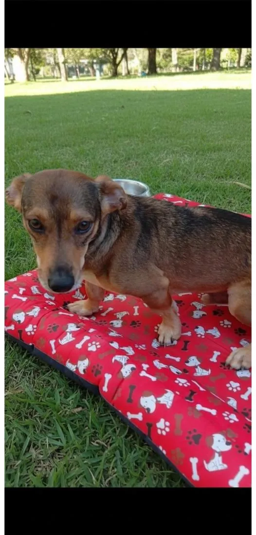 Cachorro raça SRD-ViraLata idade 3 anos nome Léo