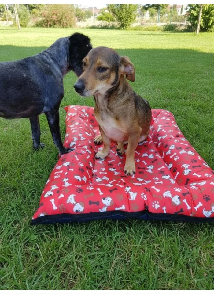Cachorro raça SRD-ViraLata idade 3 anos nome Léo